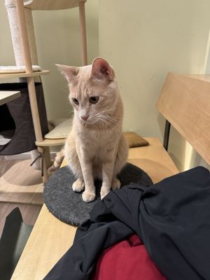 Visitor  at Katzentempel - Bochum in Bochum