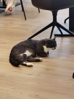  at Katzentempel - Bochum in Bochum