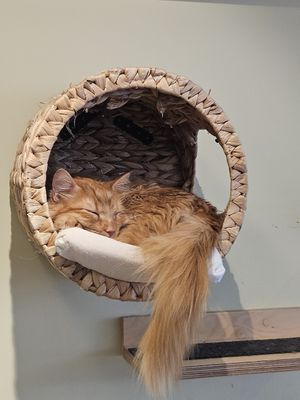  at Katzentempel - Bochum in Bochum