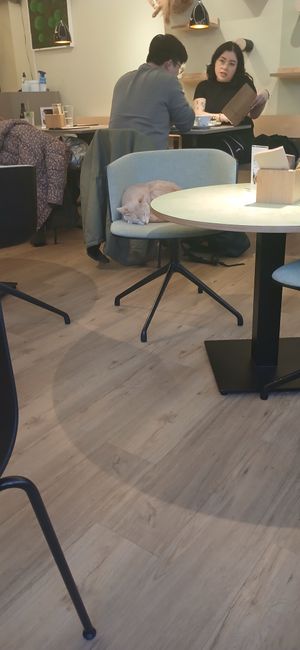  at Katzentempel - Bochum in Bochum