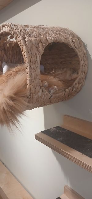  at Katzentempel - Bochum in Bochum