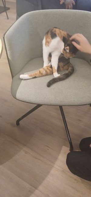  at Katzentempel - Bochum in Bochum