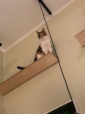   at Katzentempel - Bochum in Bochum