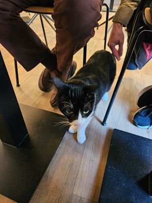 Scholli at Katzentempel - Bochum in Bochum