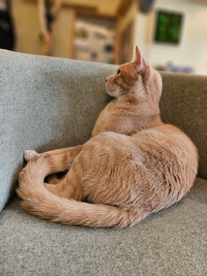 Hulle at Katzentempel - Bochum in Bochum