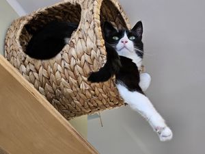 Scholli at Katzentempel - Bochum in Bochum