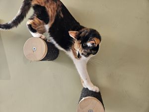 Bömsken at Katzentempel - Bochum in Bochum