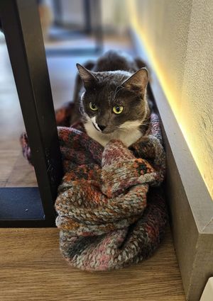  at Katzentempel - Bochum in Bochum