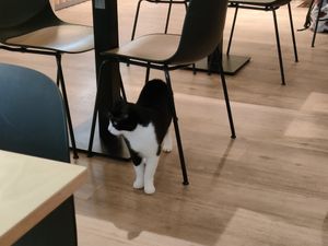  at Katzentempel - Bochum in Bochum