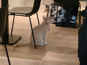  at Katzentempel - Bochum in Bochum