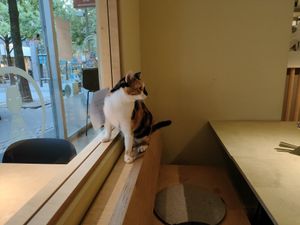  at Katzentempel - Bochum in Bochum