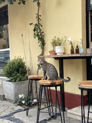 Café cat  at Hana Corner Cafe in Tirana