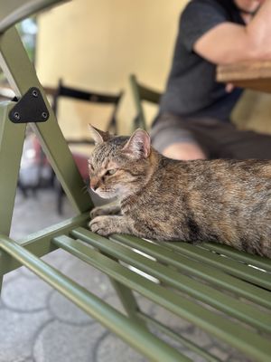 Resident cat  at Hana Corner Cafe in Tirana