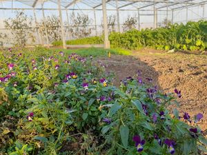 The greenhouse at Stadsjochies in Utrecht