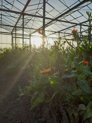 The greenhouse at Stadsjochies in Utrecht