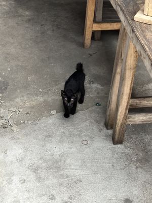 friendly cat   at Sinart Veggie in Bangkok