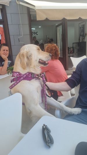 Very dog friendly place at Toc Toc in Tenerife
