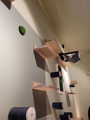  at Katzentempel - Hannover in Hannover