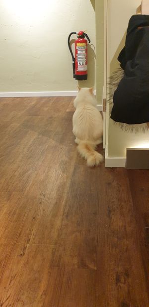  at Katzentempel - Hannover in Hannover