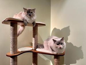  at Katzentempel - Hannover in Hannover