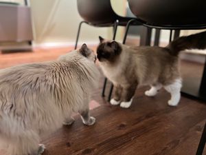  at Katzentempel - Hannover in Hannover