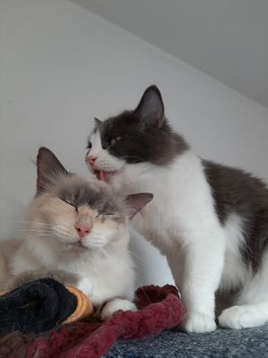  at Katzentempel - Hannover in Hannover