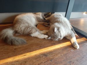  at Katzentempel - Hannover in Hannover