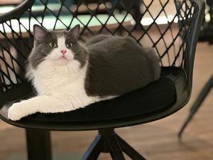  at Katzentempel - Hannover in Hannover