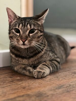  at Katzentempel - Hannover in Hannover