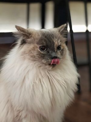  at Katzentempel - Hannover in Hannover