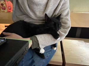  at Katzentempel - Hannover in Hannover