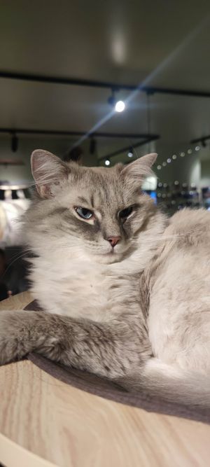  at Katzentempel - Hannover in Hannover