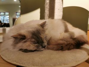  at Katzentempel - Hannover in Hannover