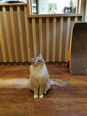  at Katzentempel - Hannover in Hannover