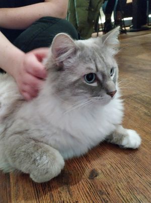 the cutest little floof at Katzentempel - Hannover in Hannover