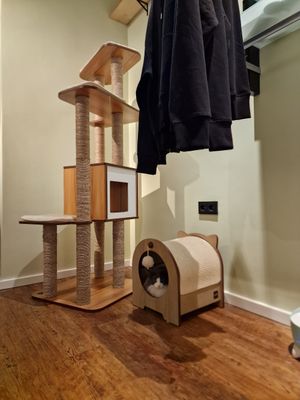  at Katzentempel - Hannover in Hannover