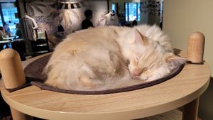 Peter at Katzentempel - Hannover in Hannover