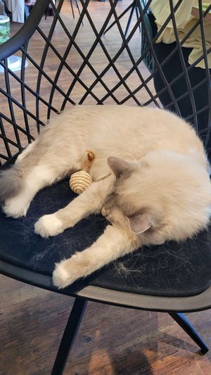 Tony at Katzentempel - Hannover in Hannover
