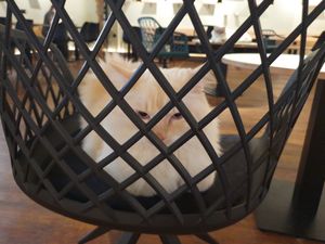 Cat on seat at Katzentempel - Hannover in Hannover