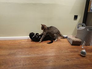 Playing cats at Katzentempel - Hannover in Hannover