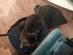  at Katzentempel - Hannover in Hannover