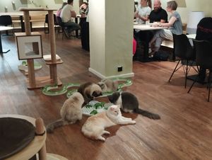  at Katzentempel - Hannover in Hannover