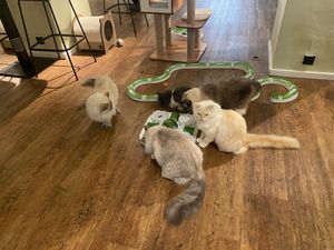   at Katzentempel - Hannover in Hannover