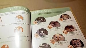   at Katzentempel - Hannover in Hannover