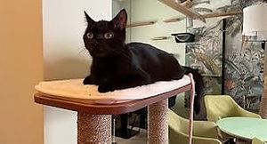   at Katzentempel - Hannover in Hannover