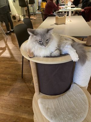   at Katzentempel - Hannover in Hannover