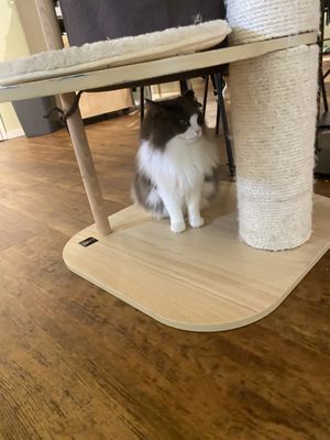   at Katzentempel - Hannover in Hannover