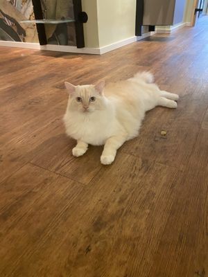   at Katzentempel - Hannover in Hannover