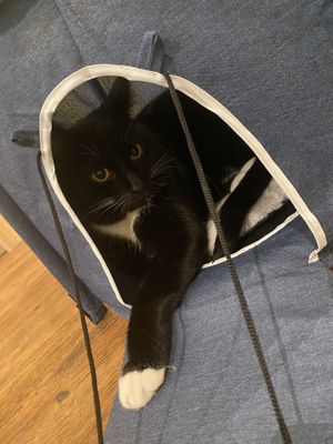   at Katzentempel - Hannover in Hannover