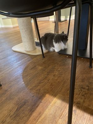   at Katzentempel - Hannover in Hannover